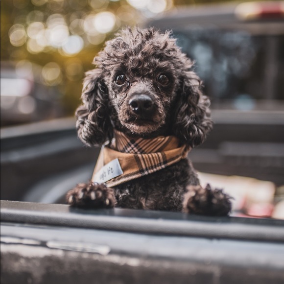 Meet your Posher, Shana - Picture 12 of 16